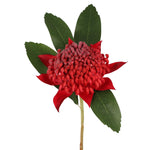 Waratah Red 50cm - Pure Apotheca