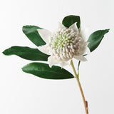 Waratah White 45cm - Pure Apotheca