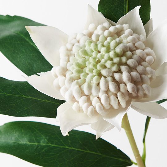 Waratah White 45cm - Pure Apotheca