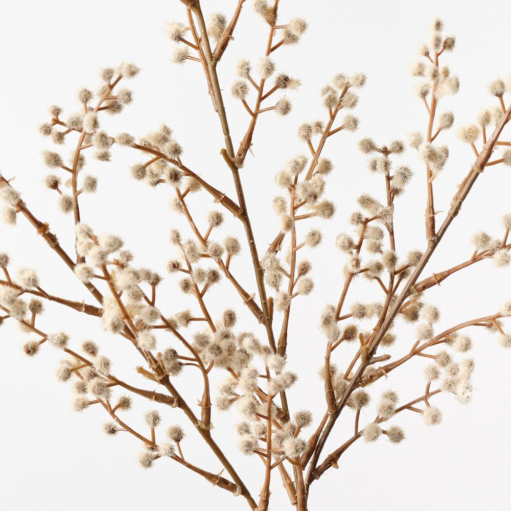 Wattle Spray Natural 69cm - Pure Apotheca