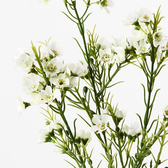 Wax Flower Spray White 66cm - Pure Apotheca