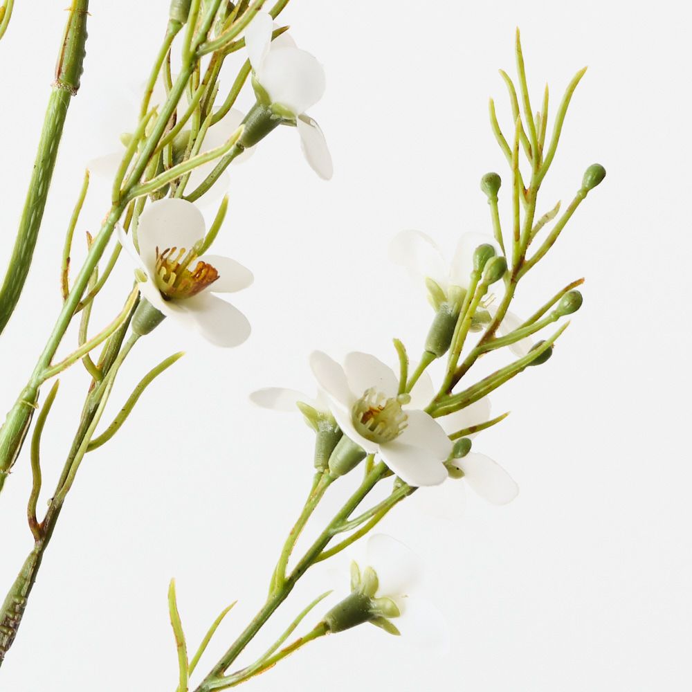 Wax Flower White 79cm - Pure Apotheca