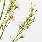 Wax Flower White 79cm - Pure Apotheca