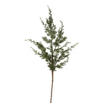 WILD CONIFER PICK - Pure Apotheca