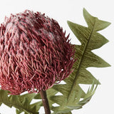 Banksia Acorn Pink 69cm - Pure Apotheca