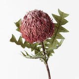 Banksia Acorn Pink 69cm - Pure Apotheca