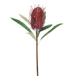 Banksia Coastal Burgundy 58cm - Pure Apotheca