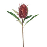 Banksia Coastal Burgundy 58cm - Pure Apotheca