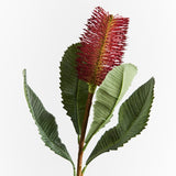 Banksia Robur Burgundy 74cm - Pure Apotheca