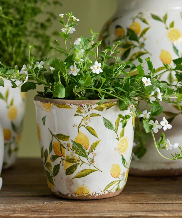 Botanical Lemon Pot - Pure Apotheca