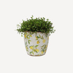 Botanical Lemon Pot - Pure Apotheca