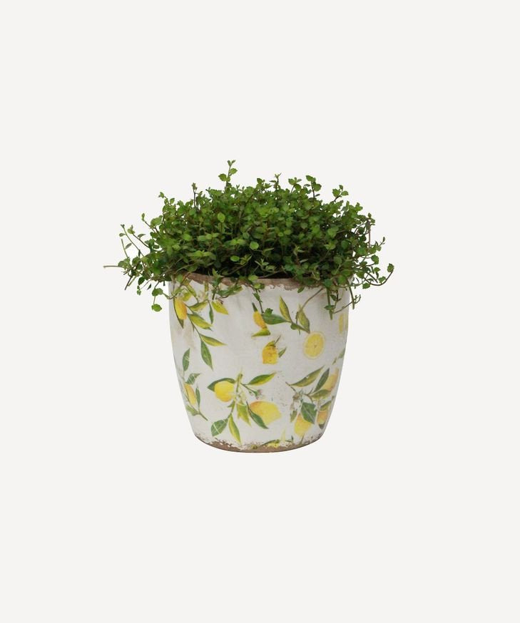 Botanical Lemon Pot - Pure Apotheca