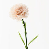 Carnation Soft Pink 47cm - Pure Apotheca