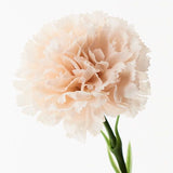 Carnation Soft Pink 47cm - Pure Apotheca