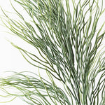 Coral Grass Spray Grey Green 77cm - Pure Apotheca