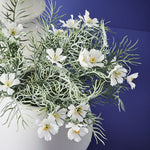 Cosmos Bush White 30cm - Pure Apotheca