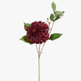 Dahlia Hillcrest Burgundy 49cm - Pure Apotheca