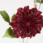 Dahlia Hillcrest Burgundy 49cm - Pure Apotheca