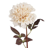 Dahlia Ivory 57cm - Pure Apotheca