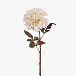 Dahlia Ivory 57cm - Pure Apotheca