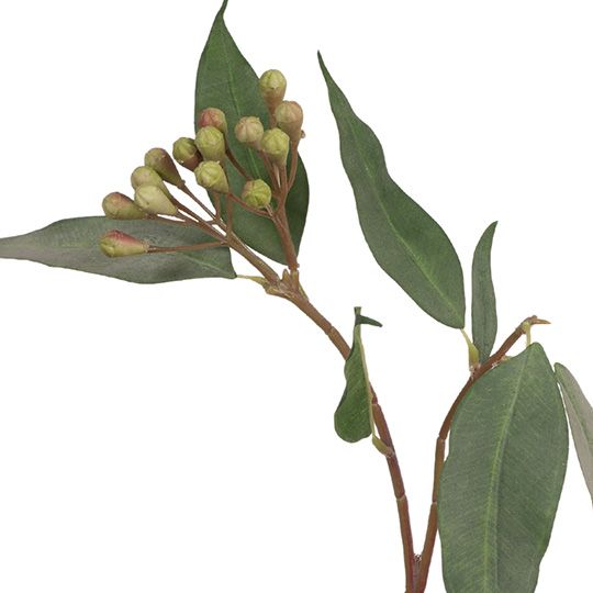 Eucalyptus Seed Spray Grey Green 50cm - Pure Apotheca