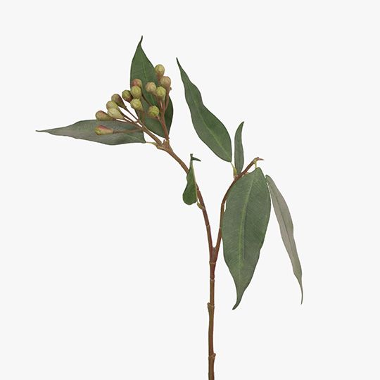 Eucalyptus Seed Spray Grey Green 50cm - Pure Apotheca