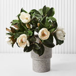 Magnolia White 60cm - Pure Apotheca