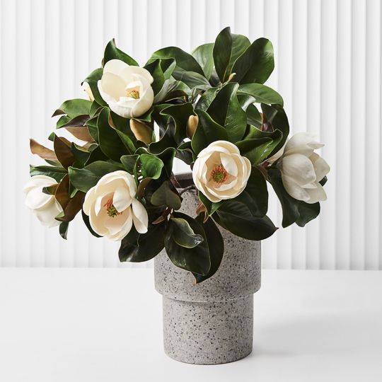 Magnolia White 60cm - Pure Apotheca