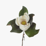 Magnolia White 60cm - Pure Apotheca
