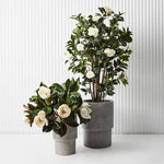 Magnolia White 60cm - Pure Apotheca