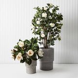 Magnolia White 60cm - Pure Apotheca