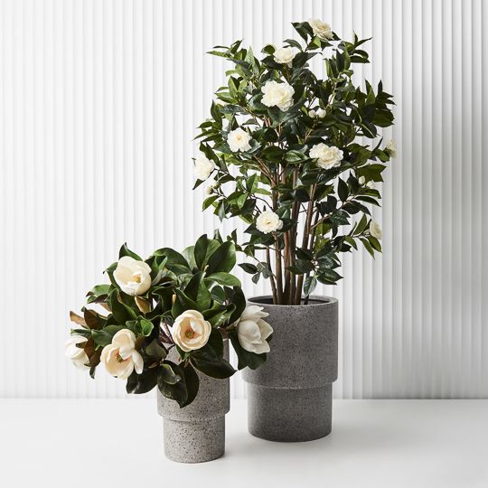 Magnolia White 60cm - Pure Apotheca