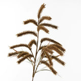 Pampas Grass Spray Moss 79cml - Pure Apotheca