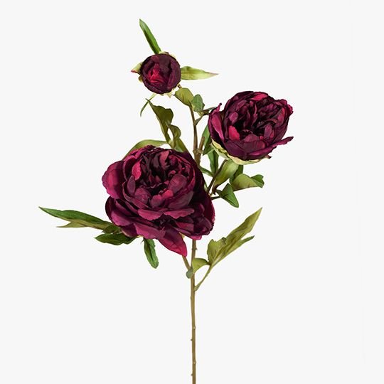 Peony Burgundy 74cm - Pure Apotheca