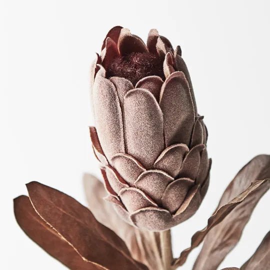 Protea Brown 69cm - Pure Apotheca