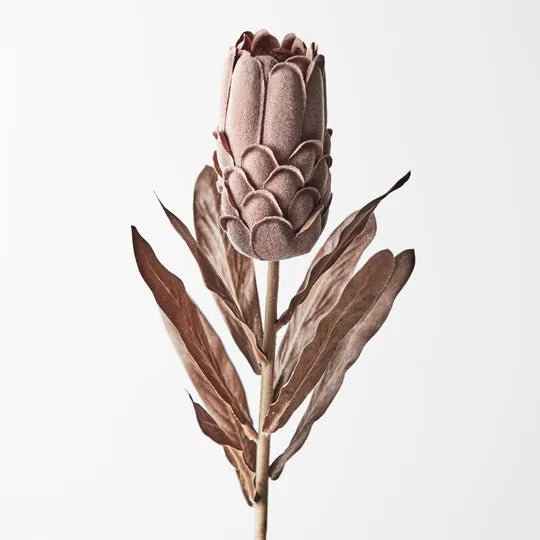 Protea Brown 69cm - Pure Apotheca