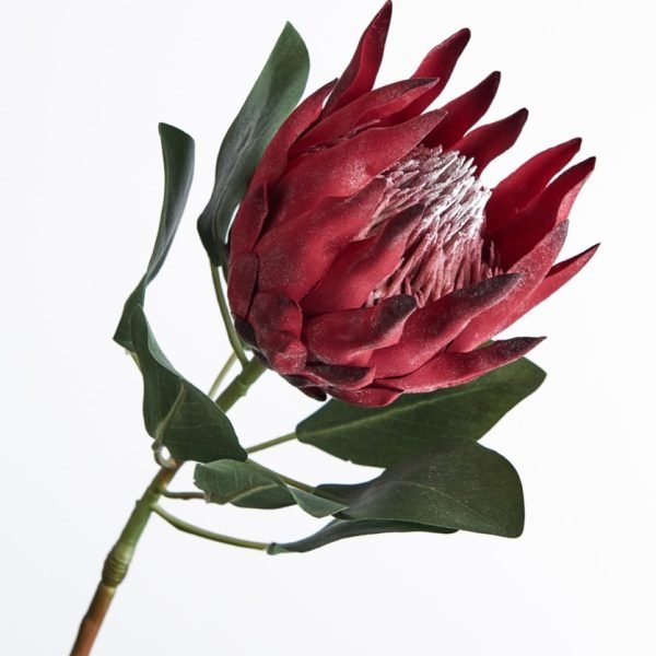 Protea King Burgundy 73cm - Pure Apotheca