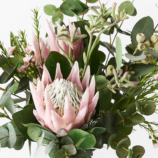 Protea King Mix in Vase Light Pink 57cmx40cm - Pure Apotheca