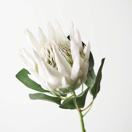 Protea King White 73cm - Pure Apotheca