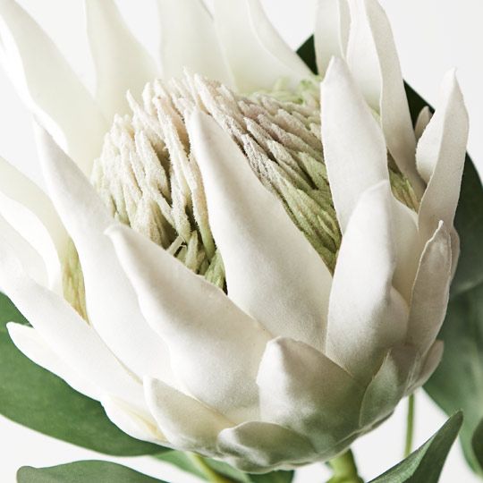 Protea King White 73cm - Pure Apotheca