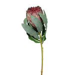 Protea Magnifica Mauve 83cm - Pure Apotheca