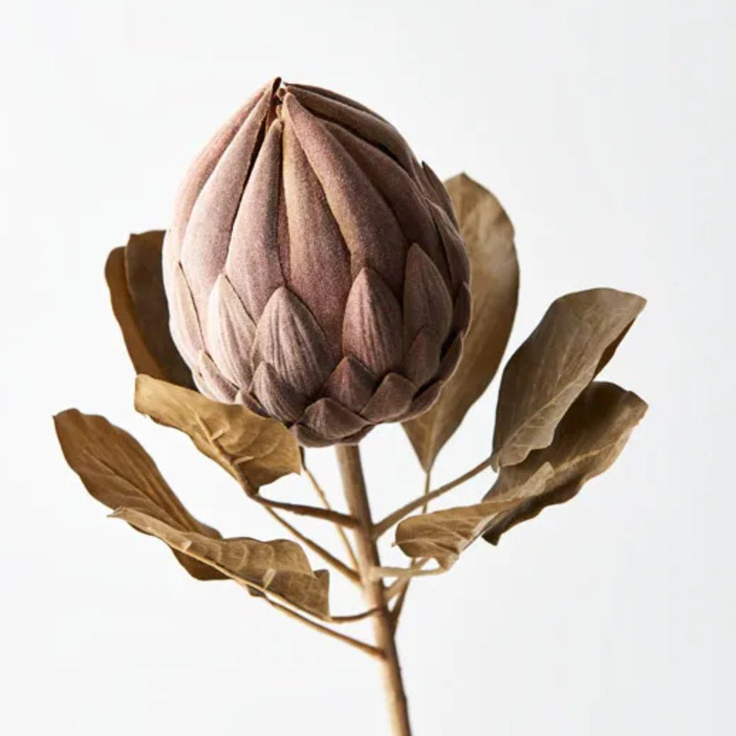 Protea Queen Brown 75cm - Pure Apotheca