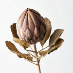 Protea Queen Brown 75cm - Pure Apotheca