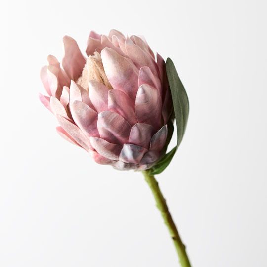 Protea Queen Light Pink 51cm - Pure Apotheca