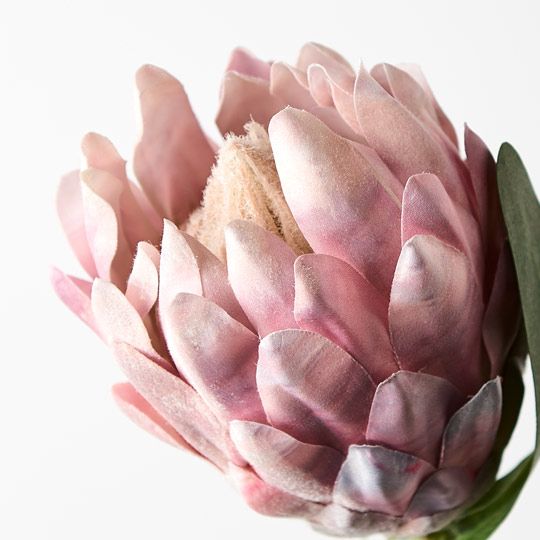 Protea Queen Light Pink 51cm - Pure Apotheca