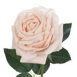 Rose Bella Soft Pink 37cm - Pure Apotheca