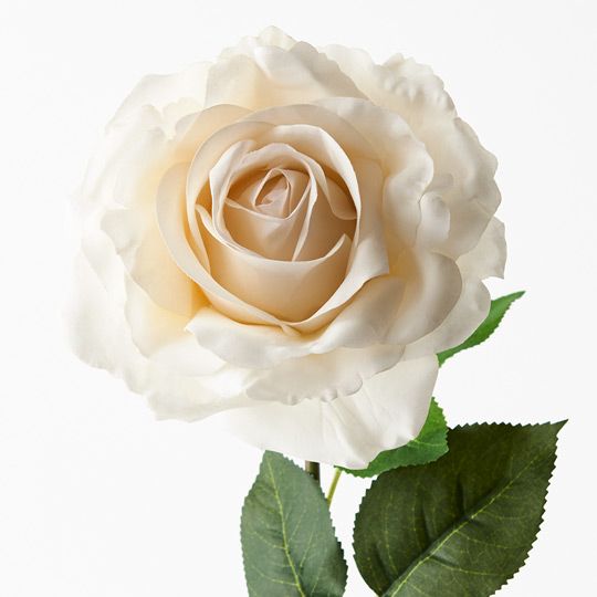 Rose Holly Ivory 78cm - Pure Apotheca