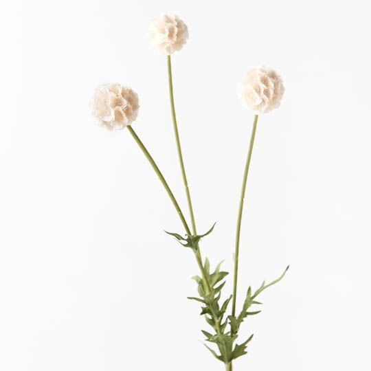 Scabiosa Stellata Spray Soft Pink 61cm - Pure Apotheca