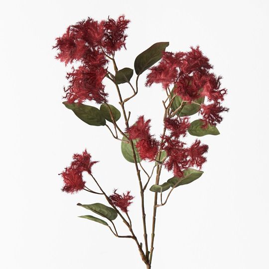 Smoke Bush Spray Red 74cm - Pure Apotheca