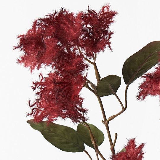 Smoke Bush Spray Red 74cm - Pure Apotheca